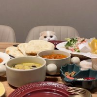 食卓につく猫