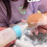 女の子と子猫