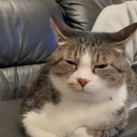 ソファに香箱座りする猫2