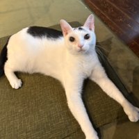 前足を長く伸ばして寝そべる白ハチワレ猫