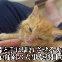 人間の膝の上でウトウトする子猫