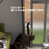 猫のうしろから猫が現れる