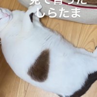 犬とそっくりな体勢で眠る猫