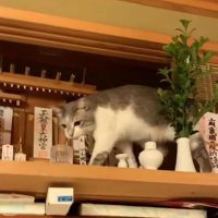神棚の猫