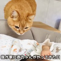 赤ちゃんの様子を伺う茶トラマンチカン