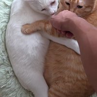 くっついている2匹の猫