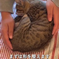 飼い主に手で揉まれる猫