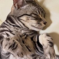 寝ている猫