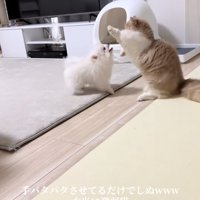 後ろ足で立って左前足をあげている猫の横