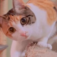 カメラをジッと見つめてのぞき込む猫