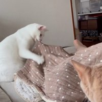 布団を噛む猫
