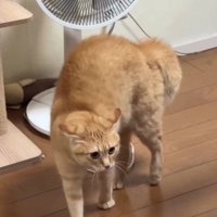 威嚇している猫