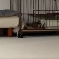 ケージの隙間から外に出ている白っぽい子猫