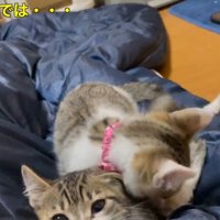 寝ている飼い主にぶつかってじゃれる3匹の子猫