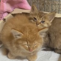 くっついて眠る子猫
