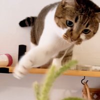 狙う猫