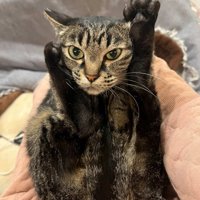 カメラ目線で足をクロスして顔に添わせる猫