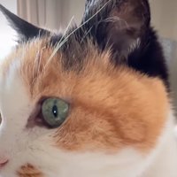 猫のほっぺ