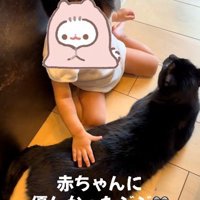 床に寝そべっている猫と座っている赤ちゃん