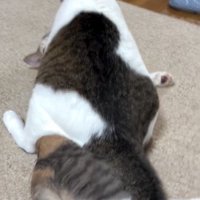 猫の上に馬乗りになっている猫