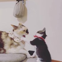 子猫にパンチされている猫