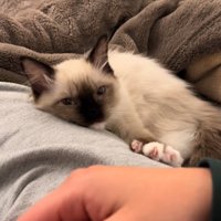 前足をグーパーする子猫