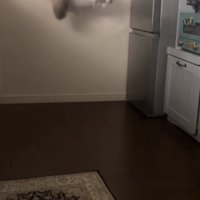 冷蔵庫の前でジャンプしている猫