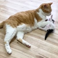 子猫の毛づくろいをする先住猫
