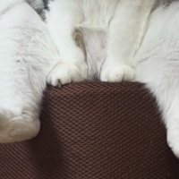 投げ出されている猫の後ろ足
