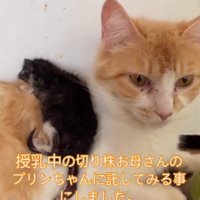 茶白猫の背にのった子猫