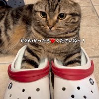 クロックスに入る猫