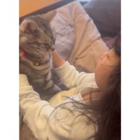 室内にいる猫