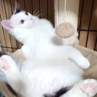 おっさん座りでハンモックから体がはみ出ている猫の姿