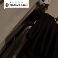 カーテンを登っている猫