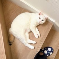 寝転がる猫