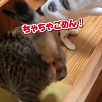 降りる猫