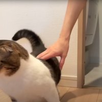 逃げる猫