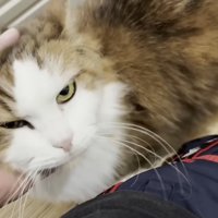嬉しそうな猫