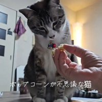 匂いを嗅ぐねこ