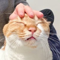 頭をなでられる猫