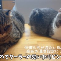 机に乗る2匹の猫