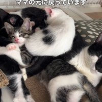 母猫と子猫たち