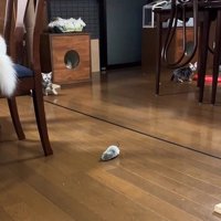 カメラの方を見る子猫たち