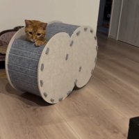 ハウスから顔だけ出す猫