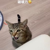振り返る猫2