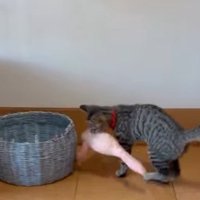 猫とおもちゃ