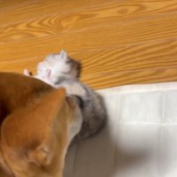 子猫をお世話する犬