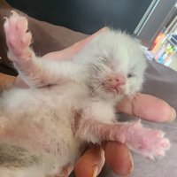 目が開いていない子猫