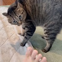 カメラ目線の猫