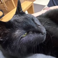 飼い主の膝の上で気持ちよさそうな表情を浮かべる黒猫